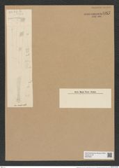 Diatomeae indet. (de-Toni-Nr.: Species 5002 var., 2021 var. } ?) Zeichnungen Sammlung Grunow Nr. 8927 (NHMW-BOT-W0378601)